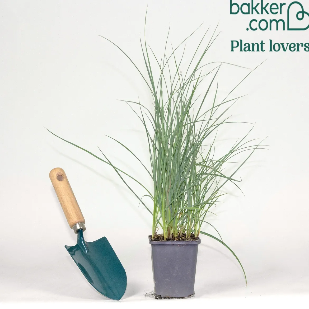 Laîche Faux Panic - Carex - Le bleu qui structure
