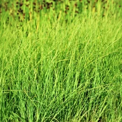 Laîche Faux Panic - Carex - Le bleu qui structure