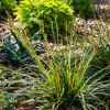 Laîche japonaise - Carex morrowii - Du vert toute l'année