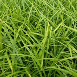 Laîche japonaise - Carex morrowii - Du vert toute l'année