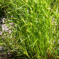 Laîche massue - Des massues déco au jardin
