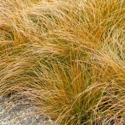 Laîche orange - Carex - La touche cuivrée facile