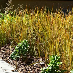 Laîche orange 'Prairie Fire' - Feu d'artifice au jardin