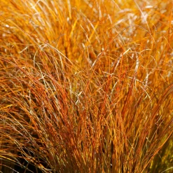 Laîche orange 'Prairie Fire' - Feu d'artifice au jardin