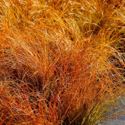 Laîche orange 'Prairie Fire' - Feu d'artifice au jardin