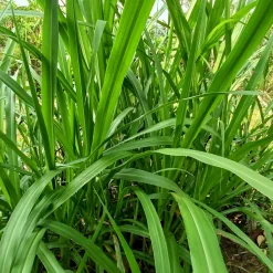 Laîche pendante - Carex - L'ombre enfin habillée