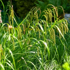 Laîche pendante - Carex - L'ombre enfin habillée