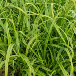 Laîche pendante - Carex - L'ombre enfin habillée