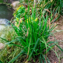 Laîche pendante - Carex - L'ombre enfin habillée