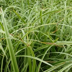 Laîche Silver Sceptre - Carex - L'éclat argenté sans effort