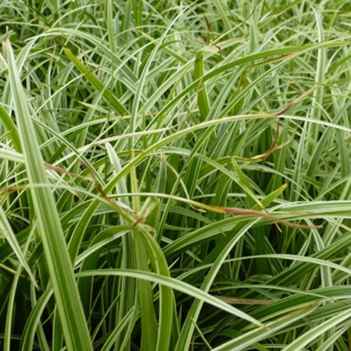 Laîche Silver Sceptre - Carex - L'éclat argenté sans effort