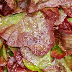 Laitue Lollo Rossa Bio - Des feuilles frisées prêtes à croquer