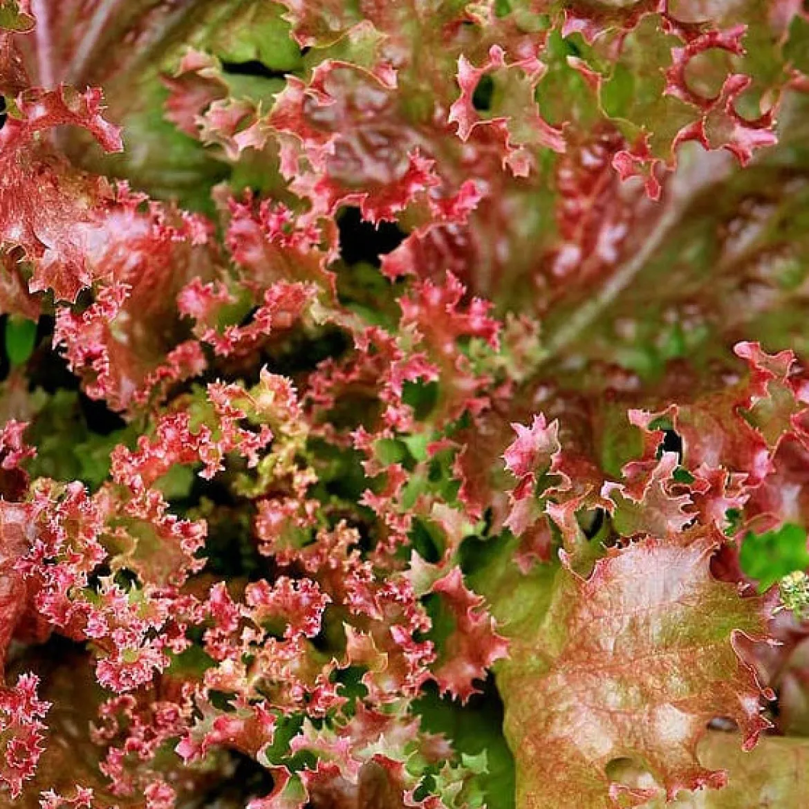 Laitue Lollo Rossa Bio - Des feuilles frisées prêtes à croquer