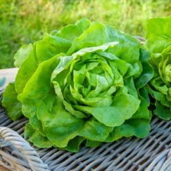 Laitue pommée Appia (2 g) - Des salades tendres tout l'été