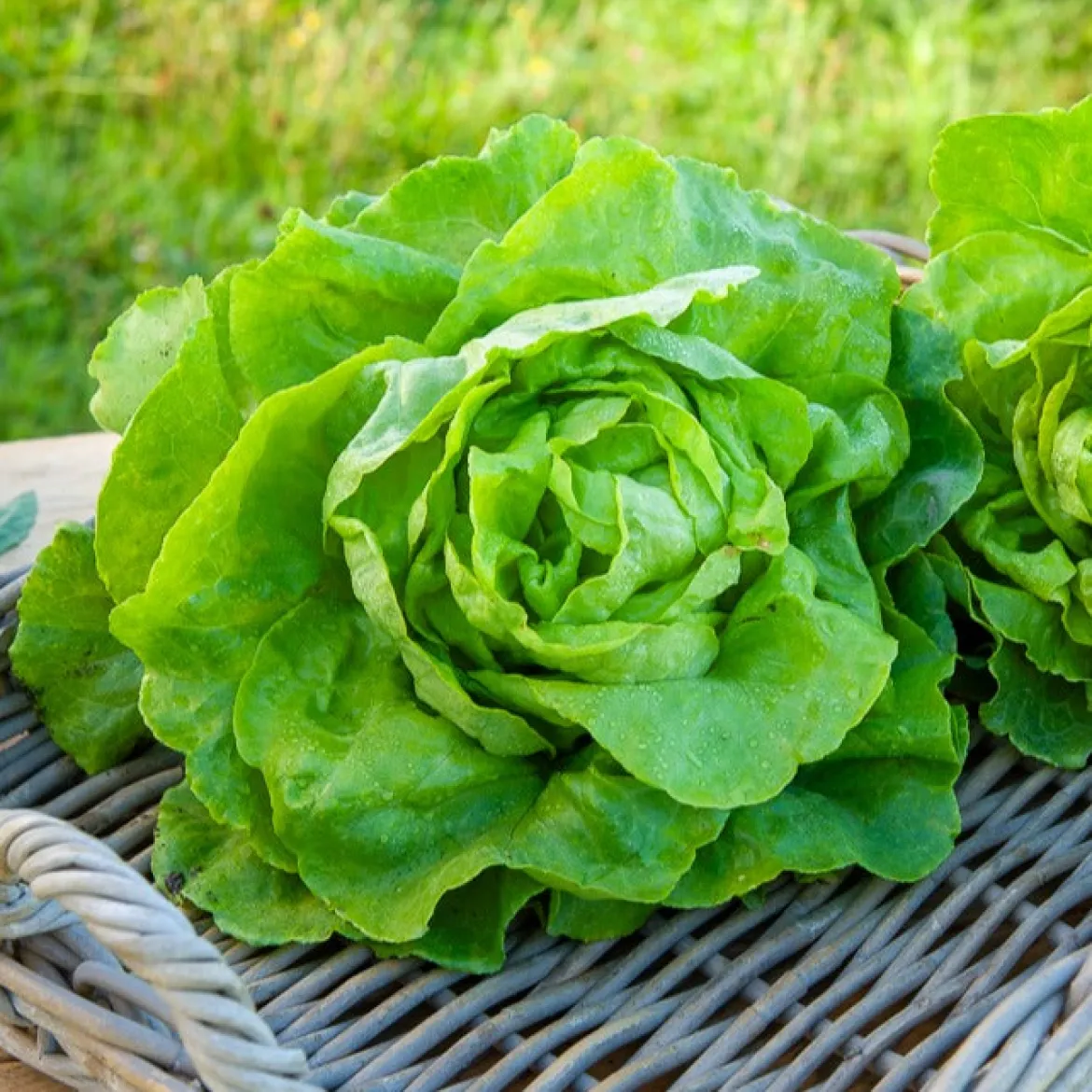 Laitue pommée Appia (2 g) - Des salades tendres tout l'été