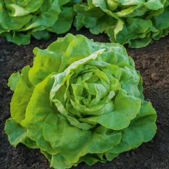 Laitue pommée Appia (2 g) - Des salades tendres tout l'été