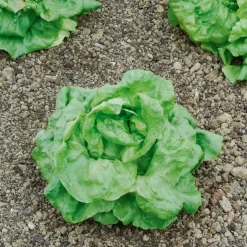 Laitue pommée Du Bon Jardinier - Des salades croquantes vite prêtes