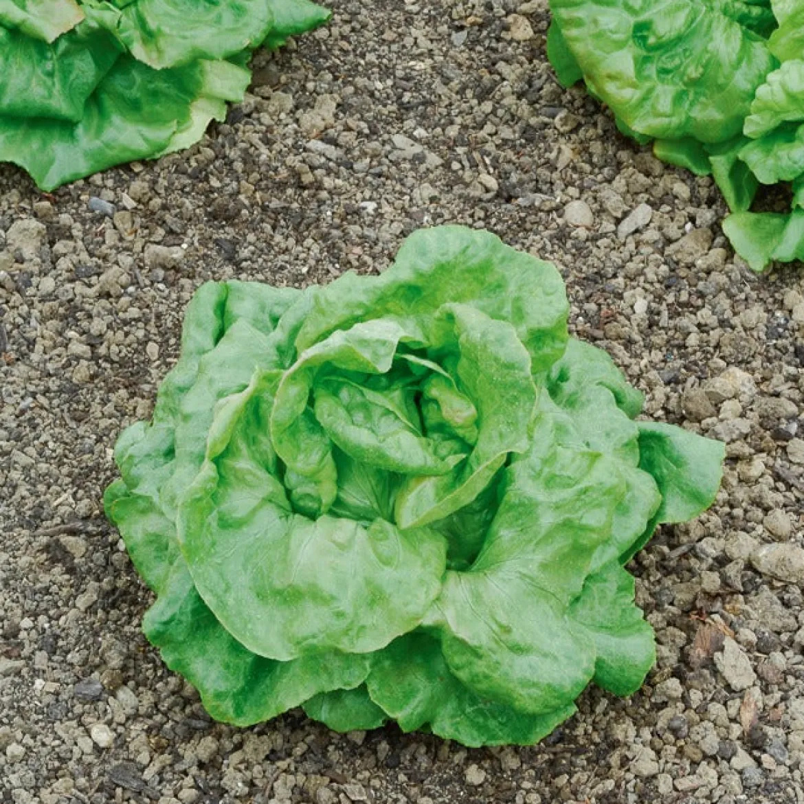 Laitue pommée Du Bon Jardinier - Des salades croquantes vite prêtes