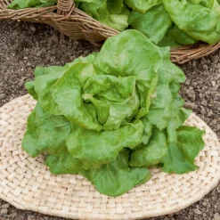Laitue pommée Du Bon Jardinier - Des salades croquantes vite prêtes