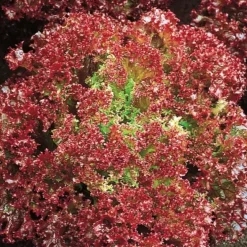 Laitue pommée frisée Lollo Rossa Bio - Croquant frais tout l'été