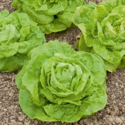 Laitue pommée Gotte Jaune d'or - Salade croquante en 6 semaines