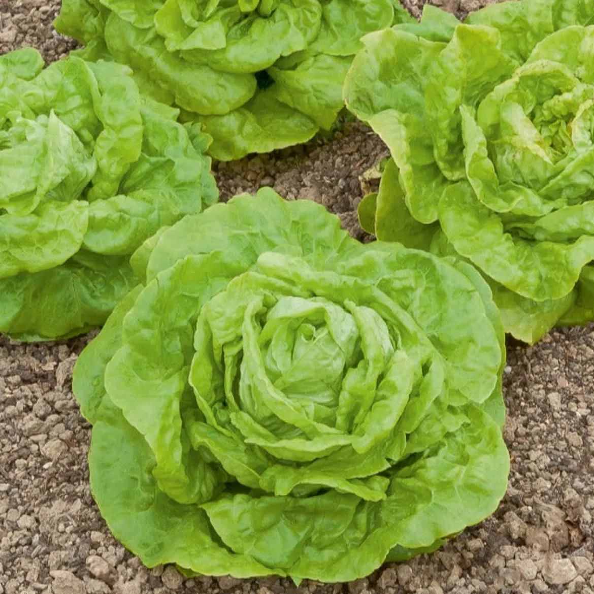Laitue pommée Gotte Jaune d'or - Salade croquante en 6 semaines