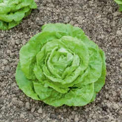 Laitue pommée Gotte Jaune d'or - Salade croquante en 6 semaines