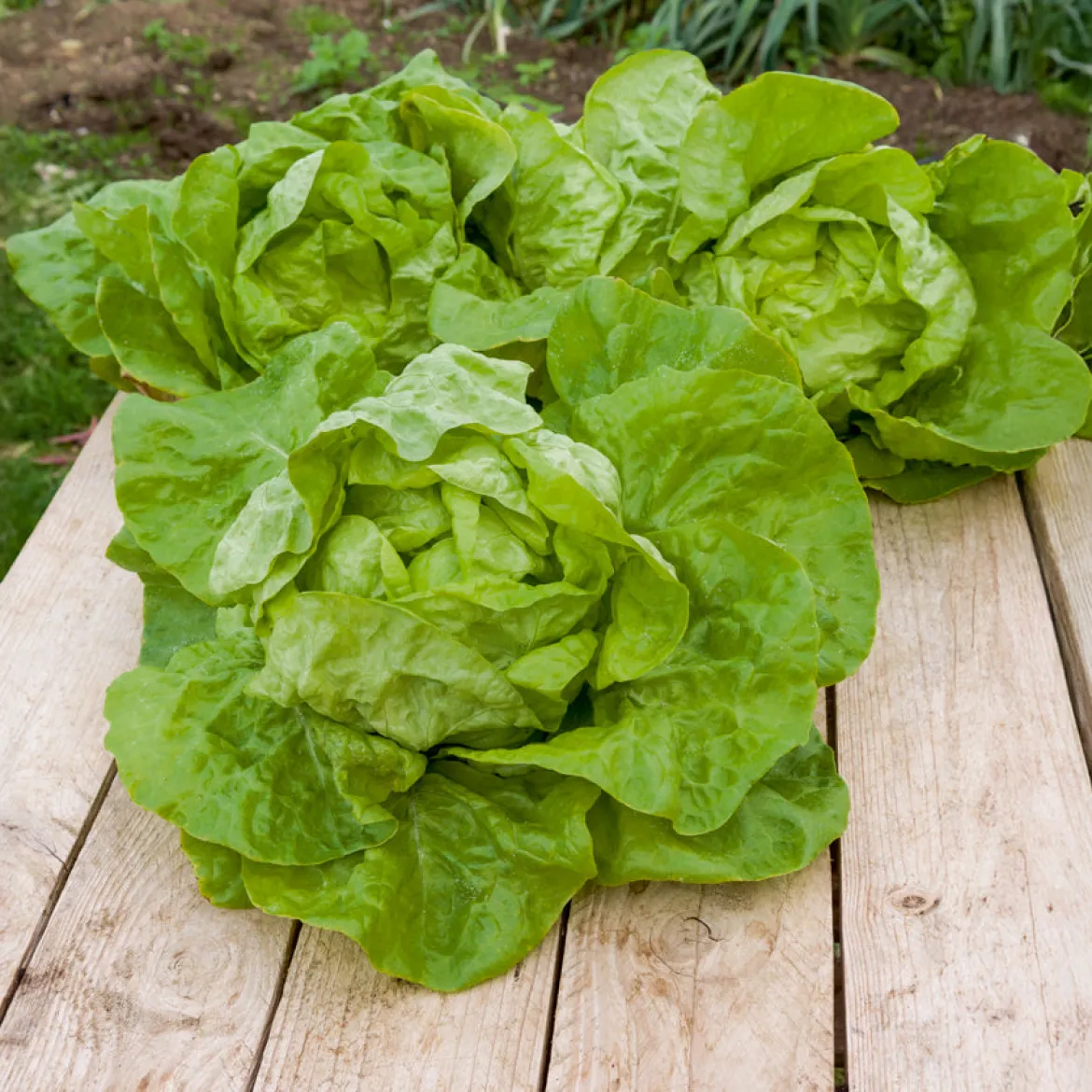 Laitue pommée Grosse blonde paresseuse - Des salades tout l'été