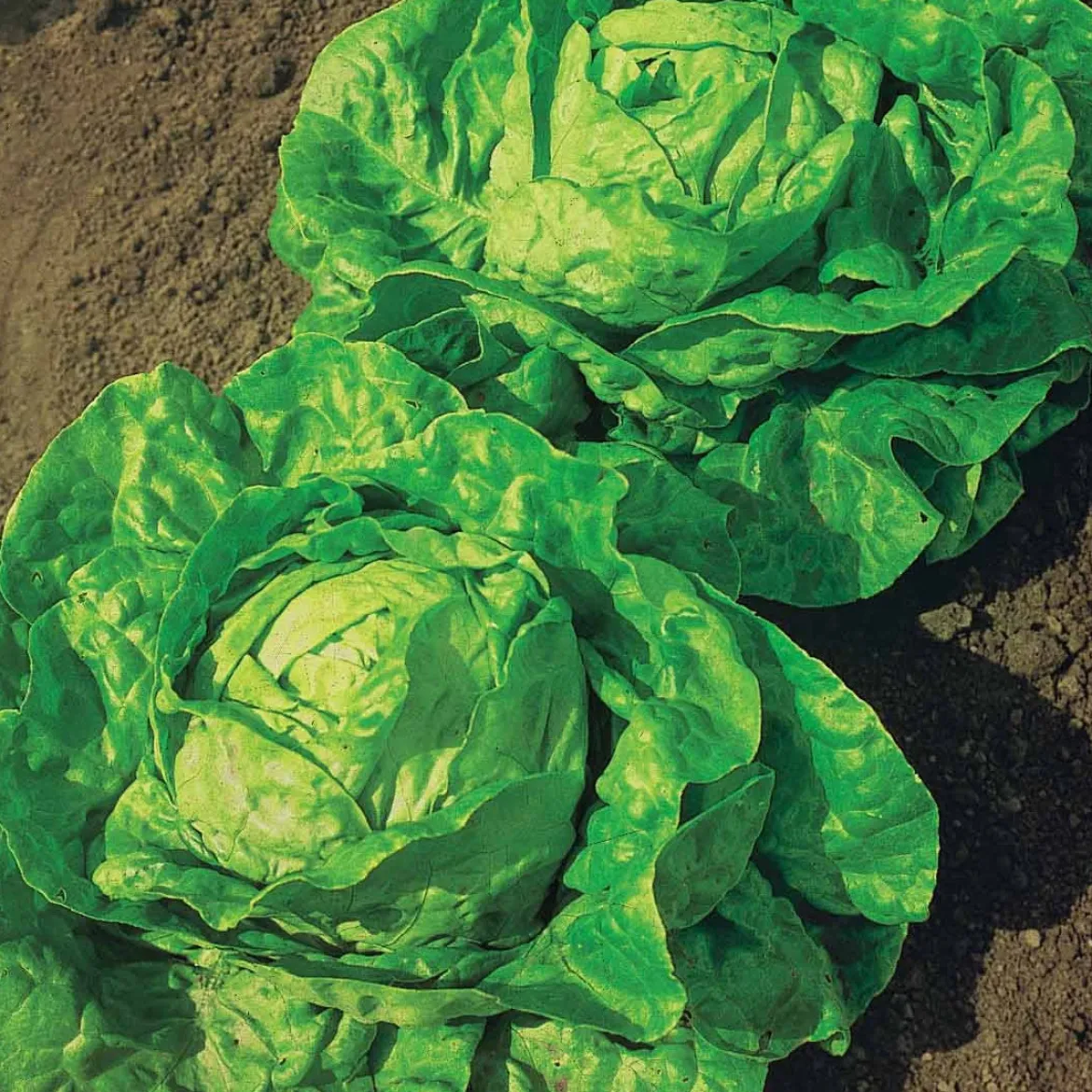 Laitue pommée Grosse blonde paresseuse - Des salades tout l'été