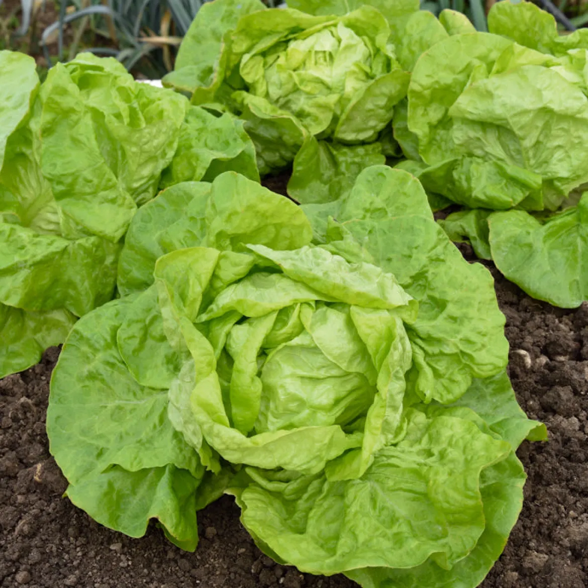 Laitue pommée Grosse blonde paresseuse - Des salades tout l'été