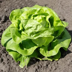 Laitue pommée Justine - Salade croquante tout l'été
