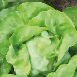 Laitue pommée Matilda Bio - Croquante et prête vite