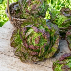 Laitue pommée Merveille des quatre saisons - Salade fraîche toute l'année