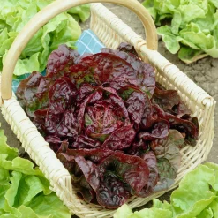 Laitue pommée Merveille des quatre saisons - Salade fraîche toute l'année