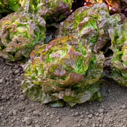 Laitue pommée Merveille des quatre saisons - Salade fraîche toute l'année