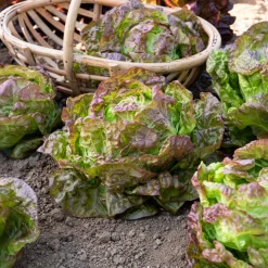 Laitue pommée Merveille des quatre saisons - Salade fraîche toute l'année