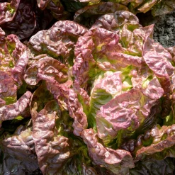 Laitue pommée Merveille des quatre saisons - Salade fraîche toute l'année