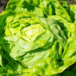 Laitue pommée Merveille d'hiver - Des salades fraîches en hiver
