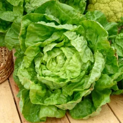 Laitue pommée Merveille d'hiver - Des salades fraîches en hiver