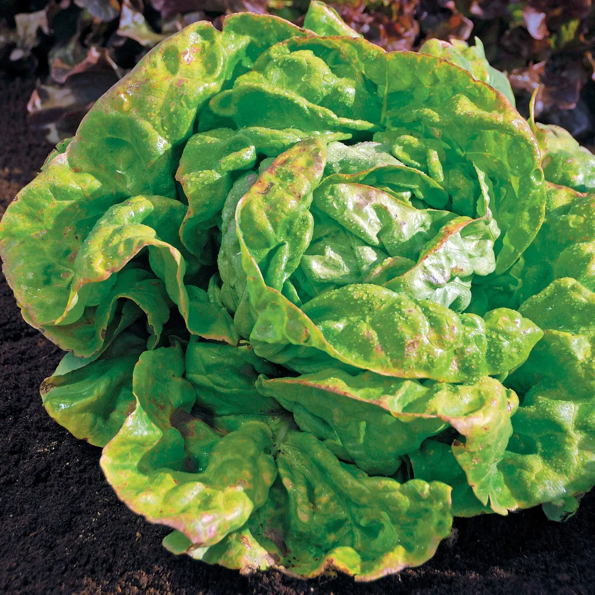Laitue pommée Reine de Mai Bio - Salade fraîche dès le printemps