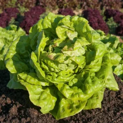 Laitue pommée Reine de Mai (3 g) - Des salades tendres au printemps