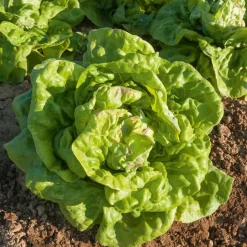 Laitue pommée Reine de Mai (3 g) - Des salades tendres au printemps