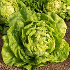 Laitue pommée Reine de Mai (3 g) - Des salades tendres au printemps