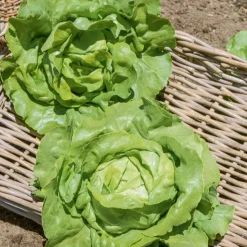 Laitue pommée Sylvesta - Salades croquantes tout l'été