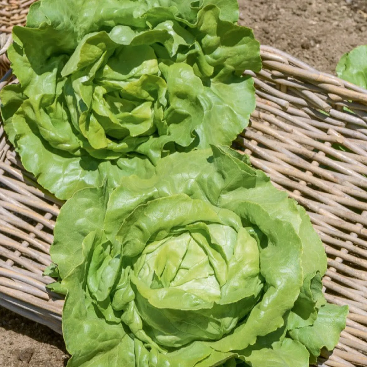 Laitue pommée Sylvesta - Salades croquantes tout l'été
