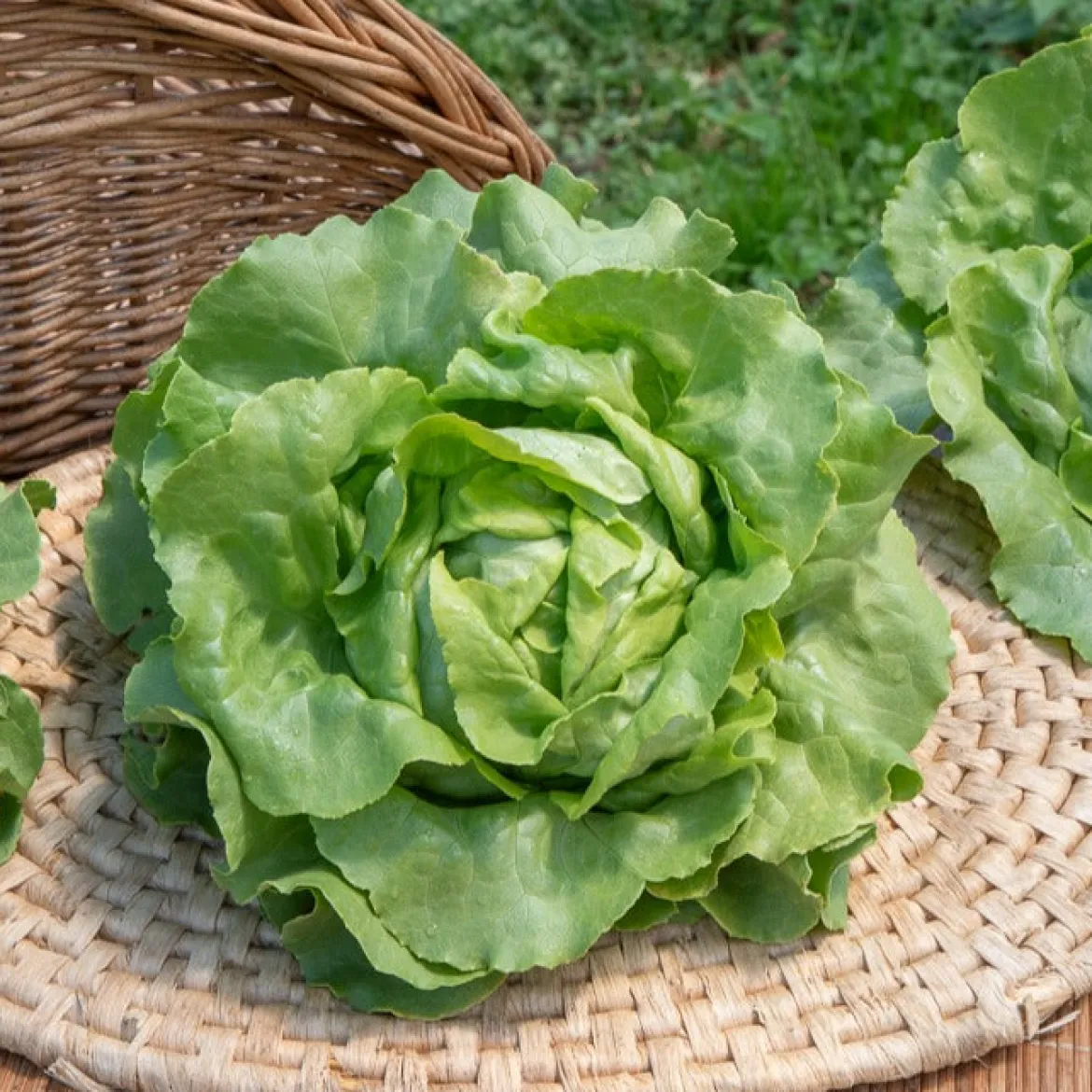 Laitue pommée Sylvesta - Salades croquantes tout l'été