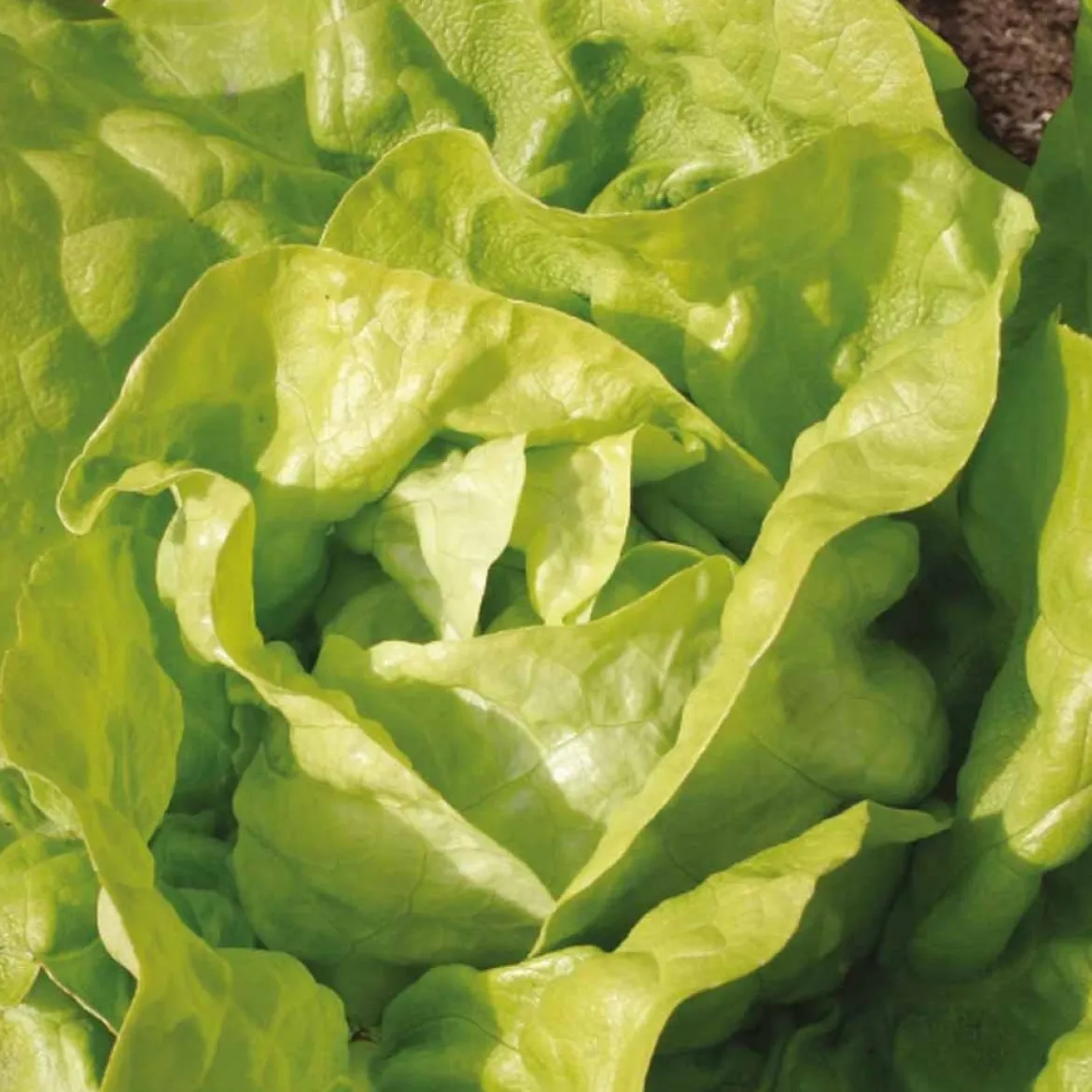 Laitue pommée Twellose Gele Bio - Salade tendre toute la saison