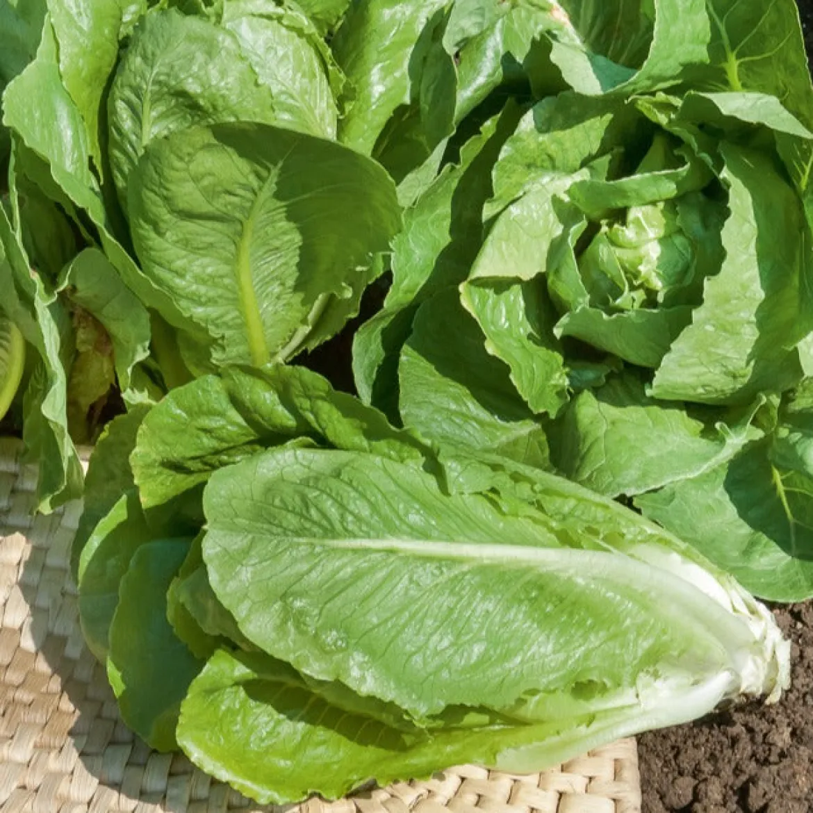 Laitue romaine Blonde maraîchère - Croquant garanti au jardin