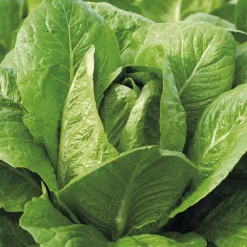 Laitue romaine Blonde maraîchère - Croquant garanti au jardin