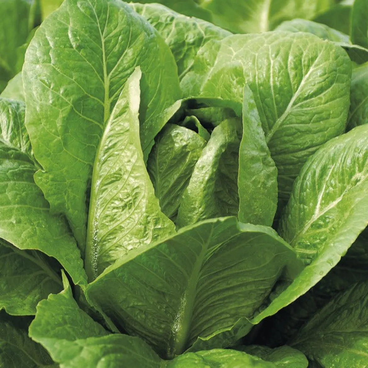 Laitue romaine Blonde maraîchère - Croquant garanti au jardin